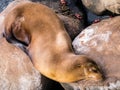 Sea Ã¢â¬â¹Ã¢â¬â¹lion resting Royalty Free Stock Photo